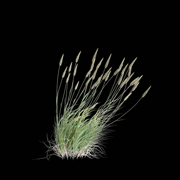 3d ilustracja krzewu odoratum anthoxanthum izolowanego na czarnym tle - Zdjęcie, obraz