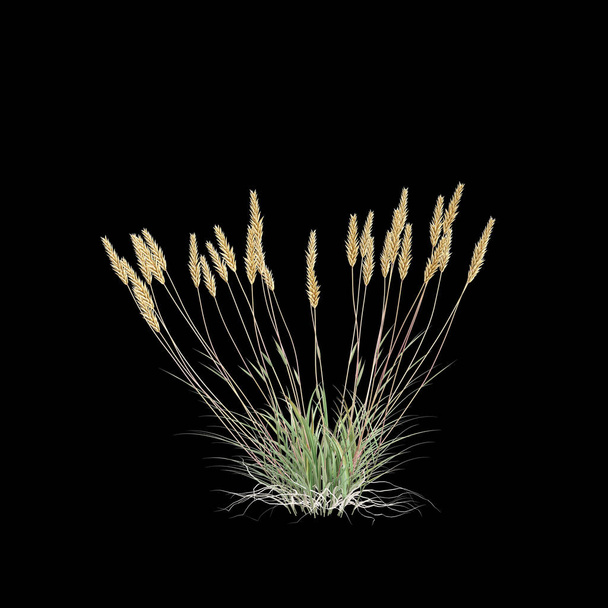 ilustração 3d de anthoxanthum odoratum arbusto isolado sobre fundo preto - Foto, Imagem