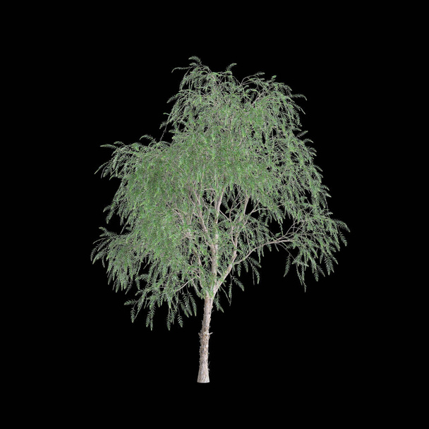 3D απεικόνιση του δέντρου Schinus mole απομονώνονται σε μαύρο φόντο - Φωτογραφία, εικόνα