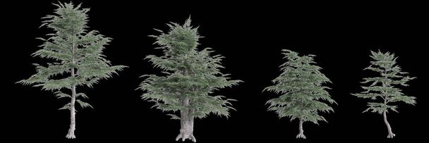 3d illustration of set Cedrus libani tree isolated on black background - Photo, Image