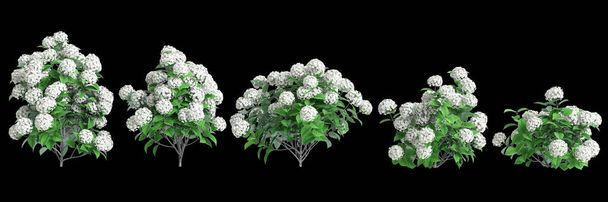3d illustration of set Hydrangea arborescens bush isolated on black background - Photo, Image