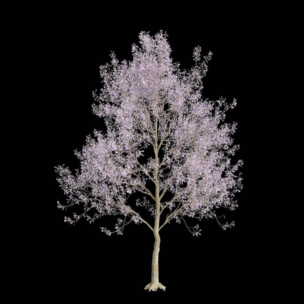 3D-Illustration von Paulownia tomentosa blüht isoliert auf schwarzem Hintergrund - Foto, Bild