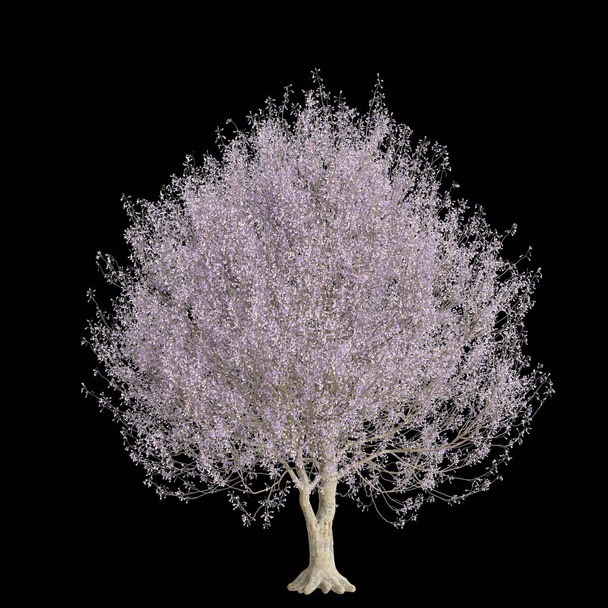 3d иллюстрация Paulownia tomentosa цветение изолированы на черном фоне - Фото, изображение