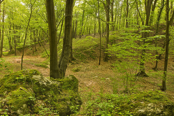 Metsämaisema. Lehtimetsä vihreitä puita - Valokuva, kuva