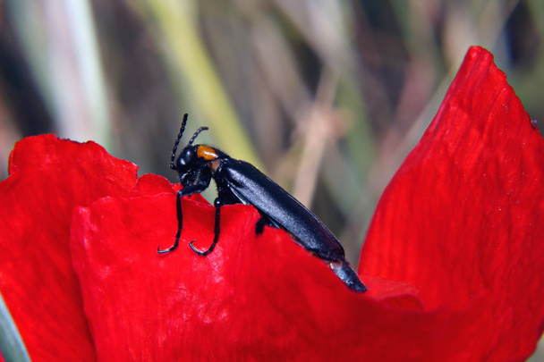 Escarabajo de la ampolla negra sobre pétalo rojo
 - Foto, Imagen