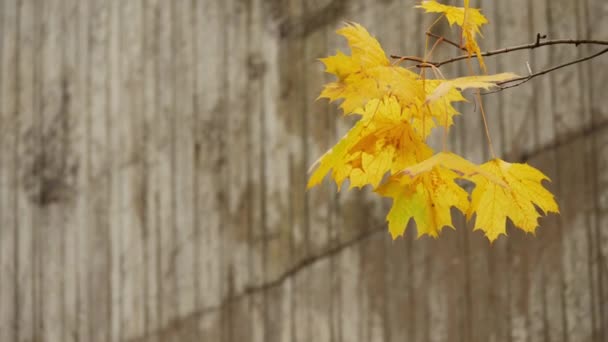 Žlutý podzimní javor opouští větev na betonové stěně - Záběry, video