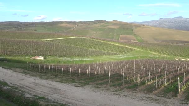 Palermo, Sicily, Italy Grape vines grow in a beautiful landscape in winter.  - Footage, Video