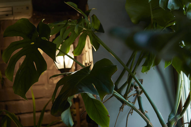 Intimate view through monstera leaves with soft backlight. - Photo, Image