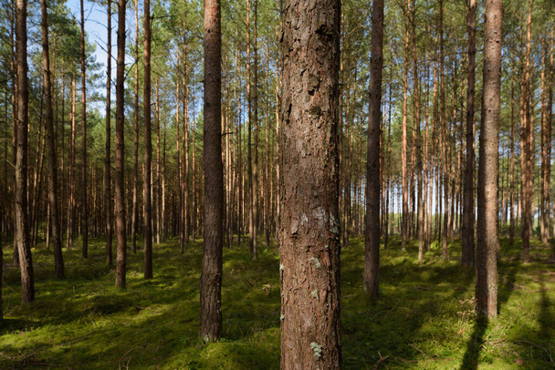 FOREST - Paesaggio di pini alla luce del sole - Foto, immagini