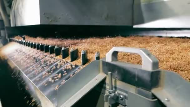 Automatizált gabonafeldolgozó gép működés közben, ipari gabonafeldolgozó berendezés búza válogatása. - Felvétel, videó