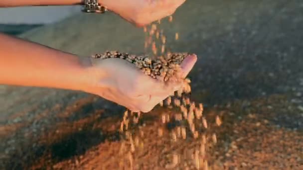 ゴールデンアワーライトに小麦の穀物を注ぐ手. 手を介して流れる小麦の穀物の損失. - 映像、動画