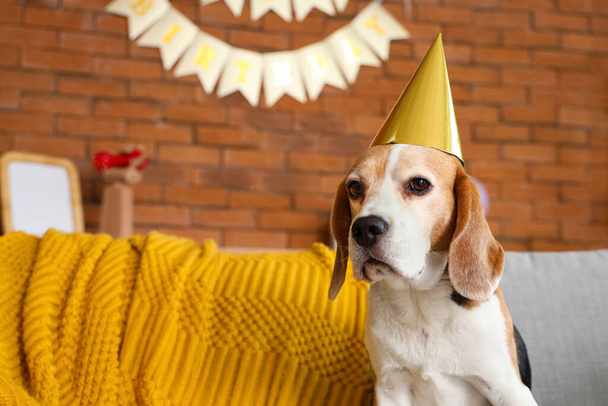 自宅で誕生日を祝うパーティーハットとかわいいビーグル犬 - 写真・画像