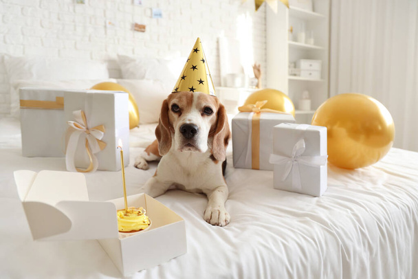 Cão Beagle bonito em chapéu de festa com presentes para o aniversário em casa - Foto, Imagem