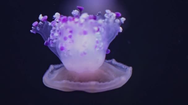 Hermosas medusas mediterráneas o medusas fritas nadando en el mar Mediterráneo (Cotylorhiza tuberculata) en la naturaleza. Concepto de vida silvestre submarina. - Imágenes, Vídeo