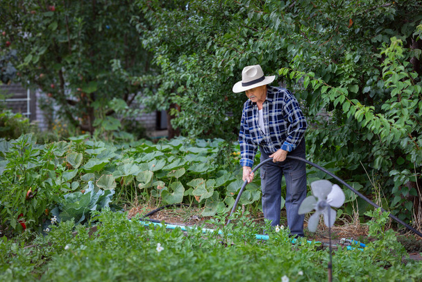 Hortumlu yaşlı bir adam yemyeşil bahçesini suluyor, huzurlu bir yaz gününün tadını çıkarıyor. Sürdürülebilir yaşam ve emeklilik eğlencesi. Psikolojik refah ve bahçıvanlığın tedavi edici faydaları.. - Fotoğraf, Görsel