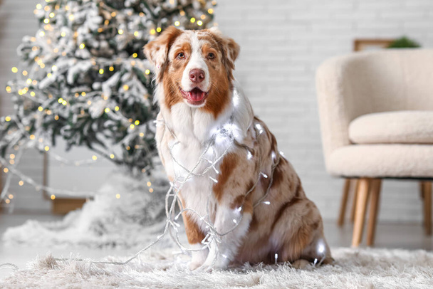 Cute Australian Shepherd dog with glowing lights at home on Christmas eve - Photo, Image