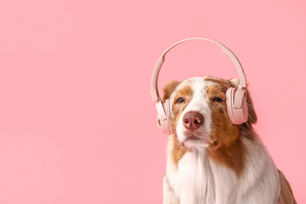 Cute Australian Shepherd dog with headphones on pink background, closeup - Valokuva, kuva