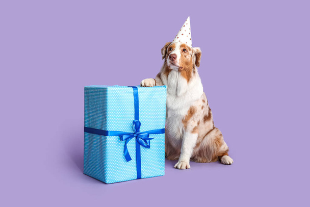 Lindo perro pastor australiano en sombrero de fiesta con regalo sobre fondo lila - Foto, imagen