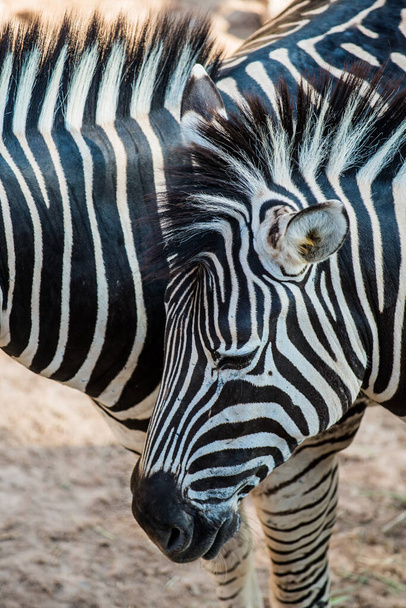 Portré Zebras, Thaiföld - Fotó, kép