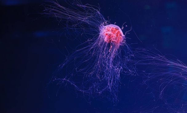 fotografía submarina de una hermosa melena de león medusa cyanea capillata de cerca - Foto, imagen