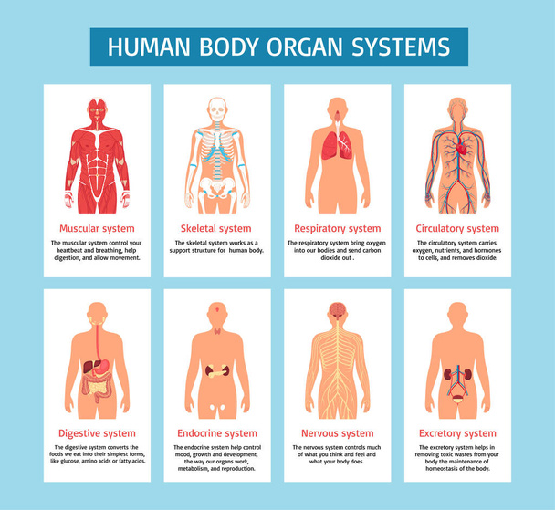 Ανθρώπινο σώμα και όργανα infographics σε επίπεδη σχεδίαση - Φωτογραφία, εικόνα