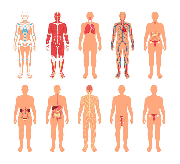 Ανθρώπινο σώμα και όργανα σε επίπεδο σχεδιασμό - Φωτογραφία, εικόνα