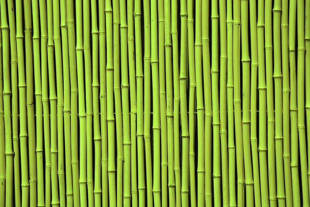 zöld bambusz - Fotó, kép