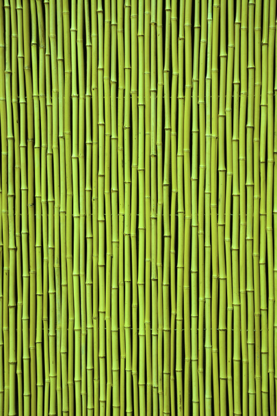 zöld bambusz - Fotó, kép