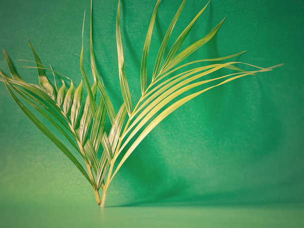 Streszczenie lub Wielki Post Sezon, Wielki Tydzień i Niedziela Palmowa koncepcje - liść palmowy w zielonym tle vintage. Zdjęcie z magazynu. - Zdjęcie, obraz
