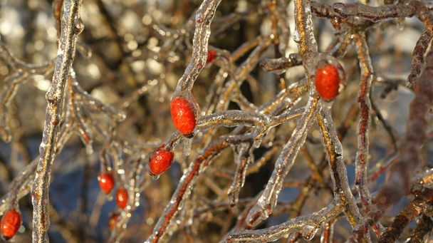 Una vista de cerca de las ramas y bayas rojas encerradas en hielo, dándoles un aspecto brillante. Las bayas rojas vibrantes se intercalan entre las ramas, su color contrasta con el entorno helado - Foto, Imagen