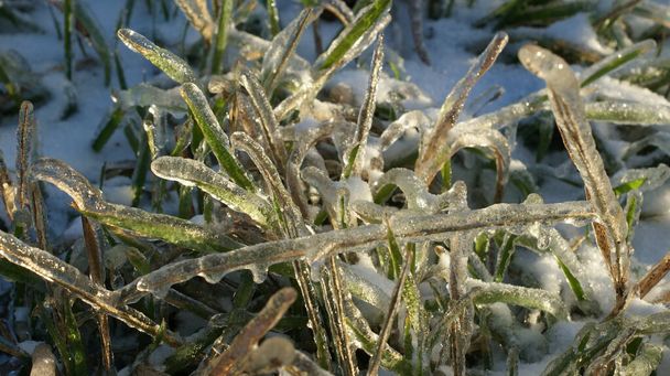 Hojas de hierba encerradas en hielo, dándoles un aspecto cristalino. La hierba es verde pero parece ligeramente apagada debido a la capa de hielo. La luz solar refleja la superficie helada de la hierba, iluminando y resaltando la textura congelada  - Foto, Imagen