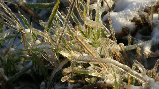 Hojas de hierba encerradas en hielo, dándoles un aspecto cristalino. La hierba es verde pero parece ligeramente apagada debido a la capa de hielo. La luz solar refleja la superficie helada de la hierba, iluminando y resaltando la textura congelada  - Foto, Imagen