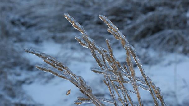 Una vista de cerca de la hierba o plantas cubiertas de hielo, dándoles un aspecto cristalino. La cubierta helada de las plantas refleja la luz, iluminando la escena con un tono dorado - Foto, Imagen