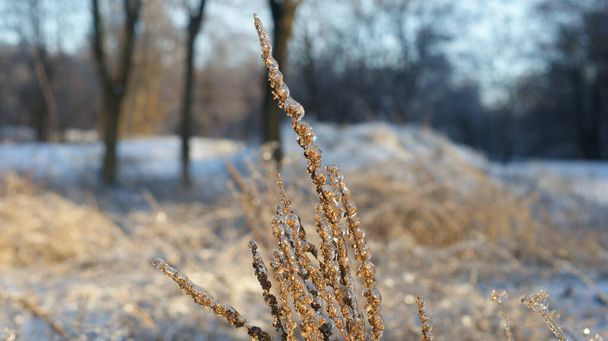 Una vista de cerca de la hierba o plantas cubiertas de hielo, dándoles un aspecto cristalino. La cubierta helada de las plantas refleja la luz, iluminando la escena con un tono dorado - Foto, Imagen