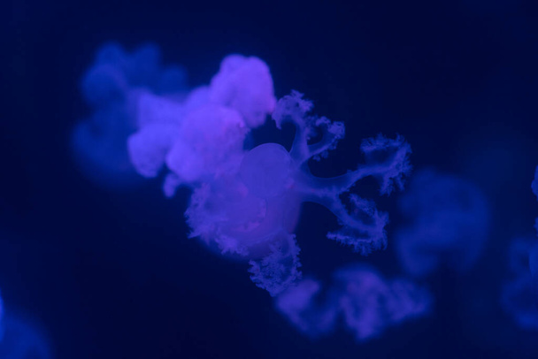Группа синих флуоресцентных медуз, плавающих в подводном аквариуме. Мраморная медуза Lychnorhiza lucerna в темной воде, океан. Териология, туризм, дайвинг, подводная жизнь. - Фото, изображение