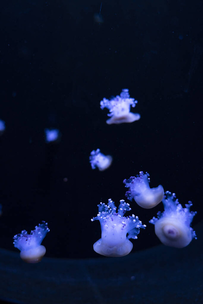A jellyfish swims in an aquarium. Phyllorhiza punctata is a species found in tropical waters of the western Pacific Ocean from Australia to Japan - Photo, Image