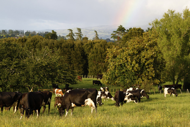 Tejelő tehenek - Fotó, kép