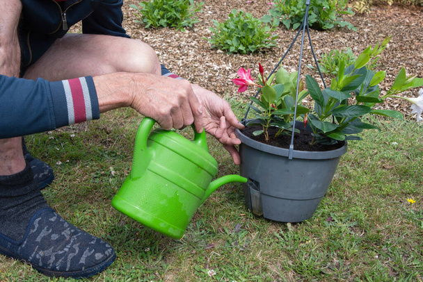 jardinero riego trasplantado mandevilla de riego puede trabajo de paisajismo jardín de temporada en el jardín, foto de alta calidad - Foto, Imagen
