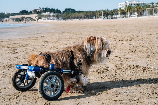 Sevimli, uzun saçlı, hareketli tekerlekleri olan bir köpek kumlu bir sahilde yürüyor, güçlü ve neşeli.. - Fotoğraf, Görsel