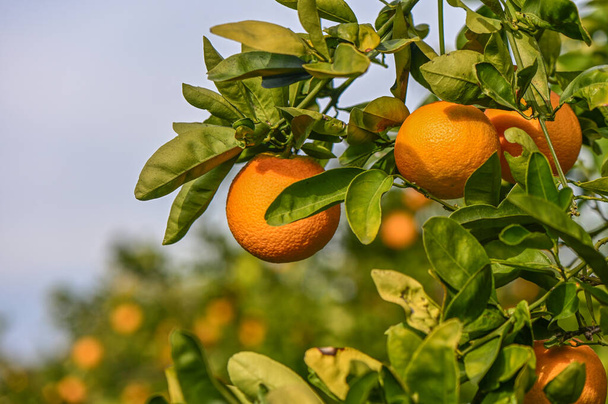 πορτοκαλεώνας με πορτοκάλια σε ένα χωριό της Μεσογείου 5 - Φωτογραφία, εικόνα
