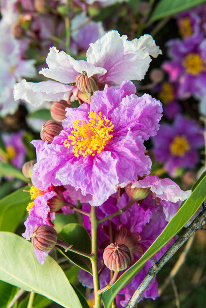 Lähikuva Lagerstroemia speciosa kukka, Thaimaa - Valokuva, kuva