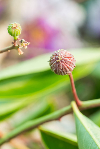 Close up of young Lagerstroemia Speciosa flower, Tailândia - Foto, Imagem