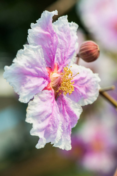 Lähikuva Lagerstroemia speciosa kukka, Thaimaa - Valokuva, kuva