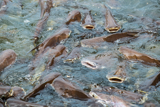Close up of Iridescent shark fish in lake, Thailand - Photo, Image