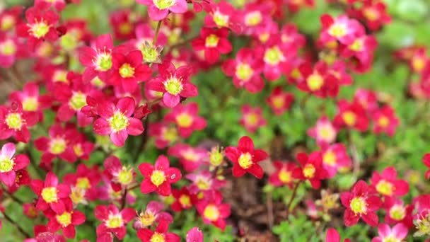 κόκκινα λουλούδια σαξογράμμων στον ανοιξιάτικο κήπο. ανθισμένο σαξόφραχτο θάμνο σε ένα πέτρινο κοντινό πλάνο.Μικρά κόκκινα λουλούδια για βραχώδεις λόφους και βραχώδεις κήπους. 4k πλάνα - Πλάνα, βίντεο