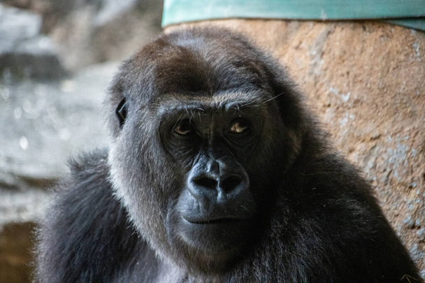 Tokyo, Japan, 31 October 2023: Close-up of a gorilla at Ueno Zoo - Photo, Image