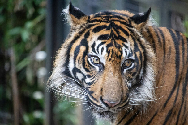 Tokyo, Giappone, 31 ottobre 2023: Lo sguardo intenso di una tigre nello zoo di Ueno - Foto, immagini