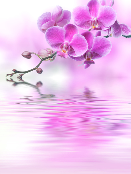 krásné fialové květy orchidejí odráží ve vodě - Fotografie, Obrázek