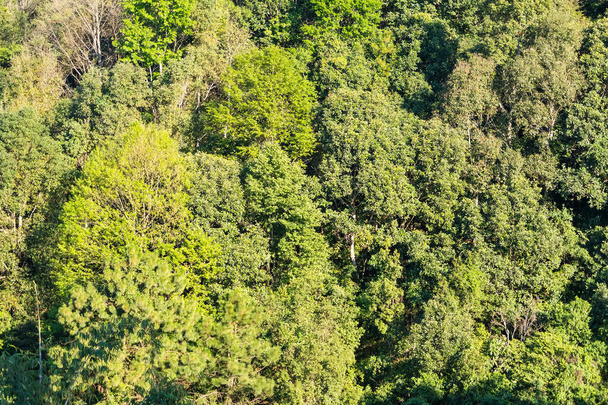 Uma exuberante tapeçaria florestal, adornada com um musgo verde vibrante agarrado às rochas, cria um cativante tapete natural no coração de uma serena paisagem florestal - Foto, Imagem