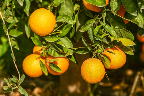 ζουμερά πορτοκάλια σε κλαδιά δέντρων σε έναν πορτοκαλεώνα 5 - Φωτογραφία, εικόνα
